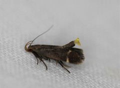 Anacampsis lupinella