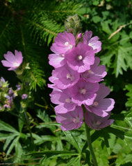 Sidalcea hirtipes