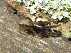 Ariadna boesenbergi