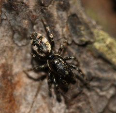 Salticus zebraneus