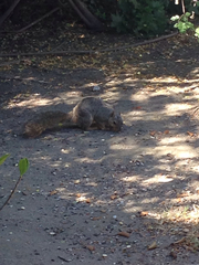 Sciurus niger
