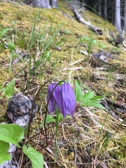 Clematis occidentalis grosseserrata