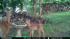 Odocoileus virginianus