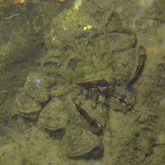 Dreissena polymorpha