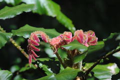 Davidsonia jerseyana