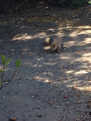 Sciurus niger