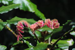 Davidsonia jerseyana