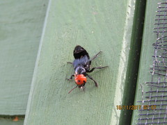 Creophilus erythrocephalus