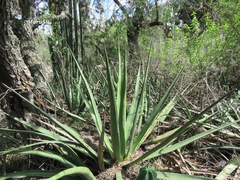 Agave albomarginata