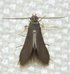 Schreckensteinia erythriella