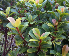 Syzygium sandwicense