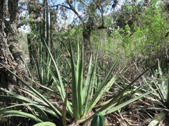 Agave albomarginata