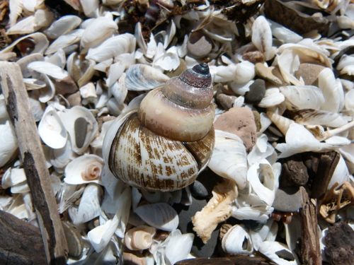 Heterogen japonica