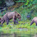 Abc Islands Brown Bear - Photo (c) rwcannon57, some rights reserved (CC BY-NC)