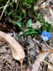 Commelina