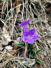 Ruellia