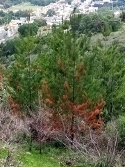 Pinus