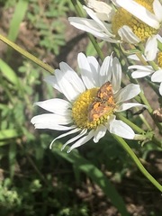 Pyrausta orphisalis