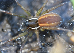 Diapontia uruguayensis