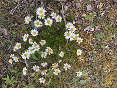 Chrysanthemum integrifolium