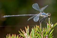 Austroargiolestes alpinus