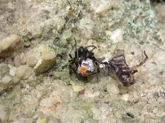 Latrodectus mirabilis