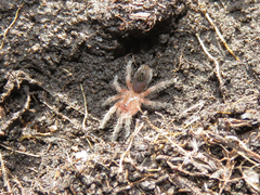 Plesiopelma longisternale