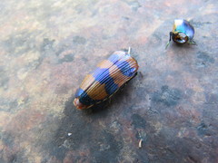 Temognatha conspicillata