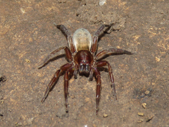 Asthenoctenus borellii