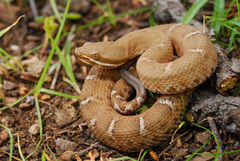 Crotalus willardi willardi