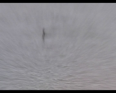 Leucocarbo chalconotus