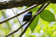 Chiroxiphia linearis