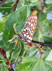 Euphydryas anicia brucei