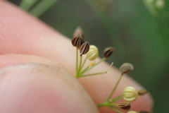 Spermolepis divaricata
