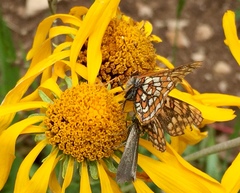 Euphydryas anicia brucei