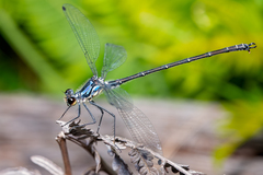 Austroargiolestes alpinus