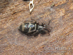 Latonigena