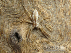 Arachosia praesignis