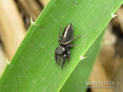 Dendryphantes mordax