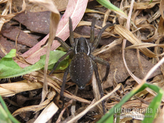 Diapontia uruguayensis