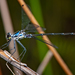 New England Flatwing - Photo (c) Damian White, some rights reserved (CC BY-NC), uploaded by Damian White