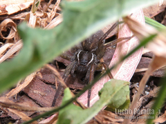 Diapontia uruguayensis