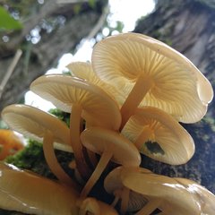Flammulina mexicana