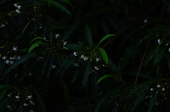 Condamineeae