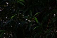 Condamineeae