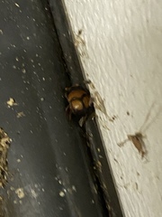 Bolbocerosoma bruneri