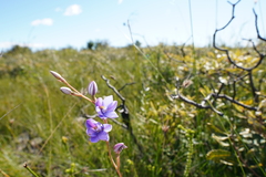 Thelymitra purpurata