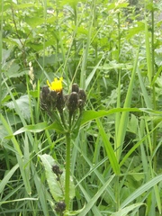 Picris japonica kamtschatica