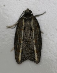 Acleris variana