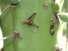 Diacrita costalis
